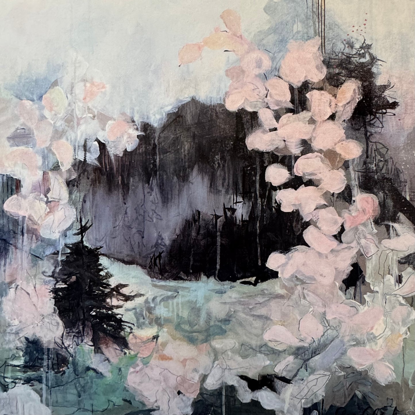 Cherry Blossoms